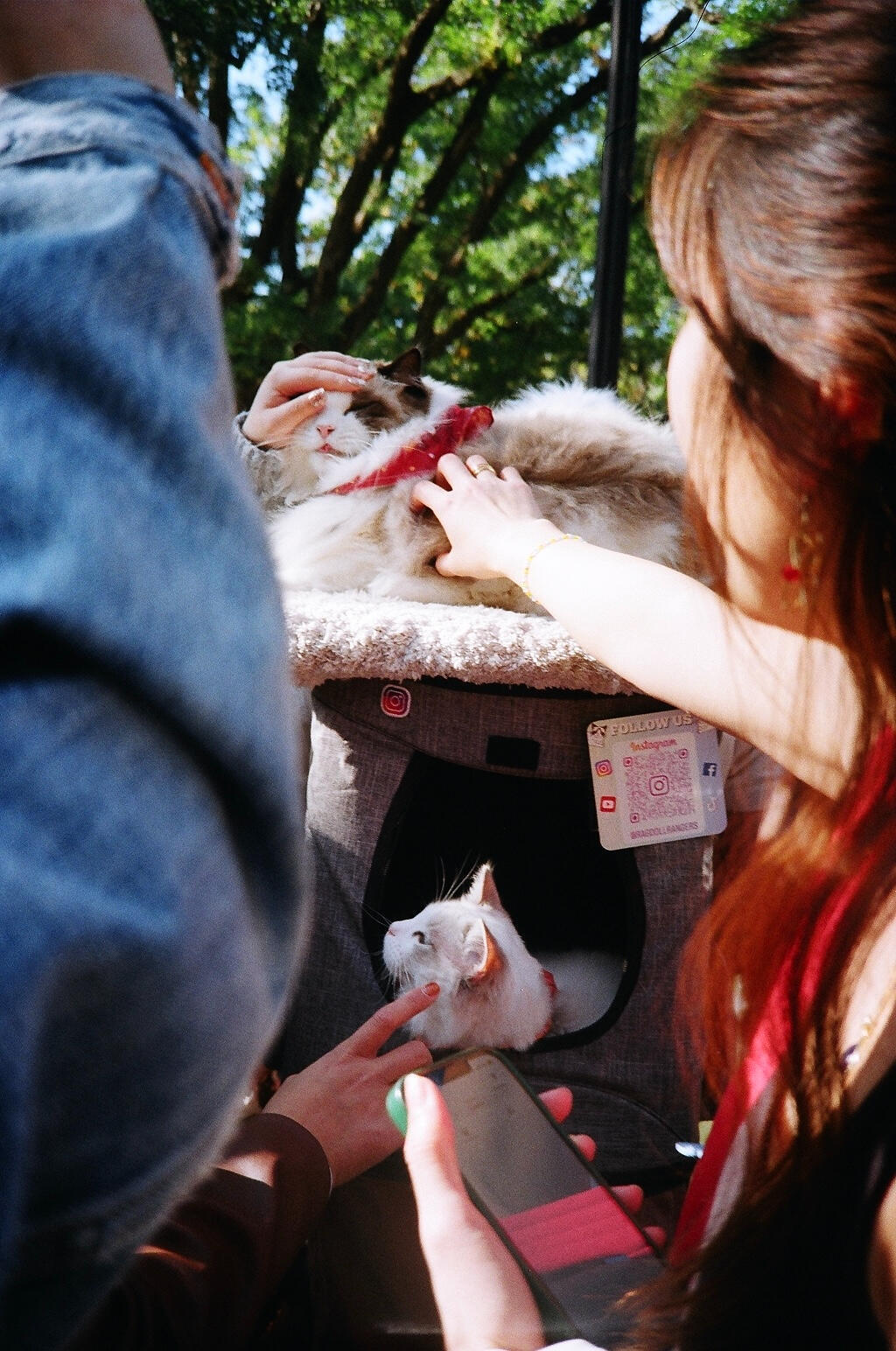 NYC Dog Parade, 2024