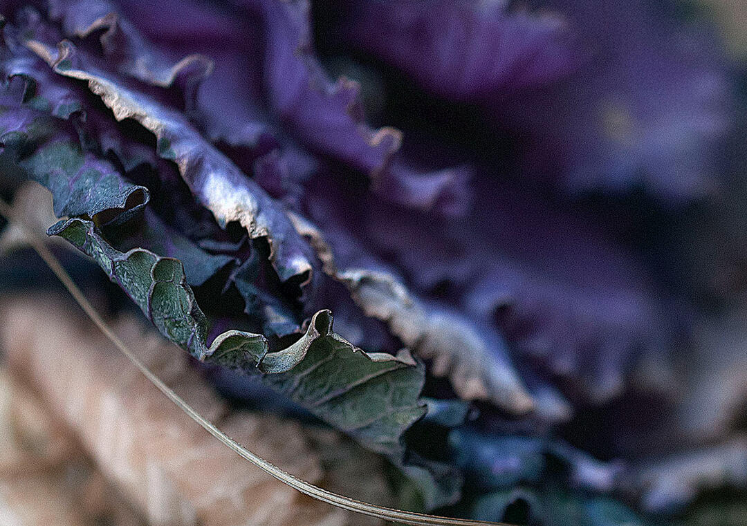 Leaf Close Up